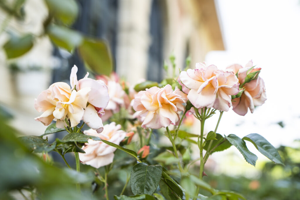 Air-de-rien-seminaire-nature